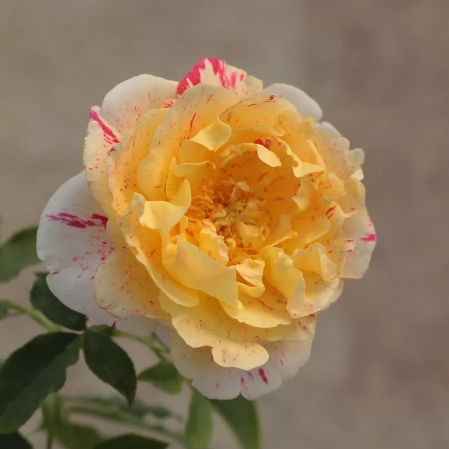 Roșu / galben - Trandafiri - Nimet™ - Trandafiri online