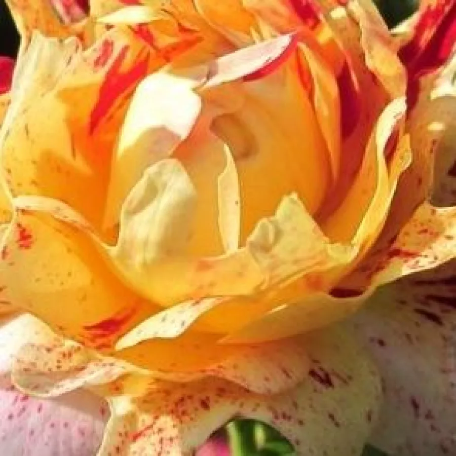Grandiflora - Rosa - Nimet™ - Produzione e vendita on line di rose da giardino
