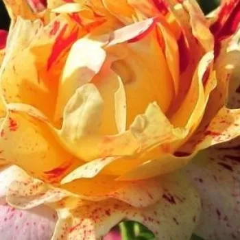 Online rózsa vásárlás - virágágyi grandiflora rózsa - vörös - sárga - nem illatos rózsa - Nimet™ - (50-70 cm)