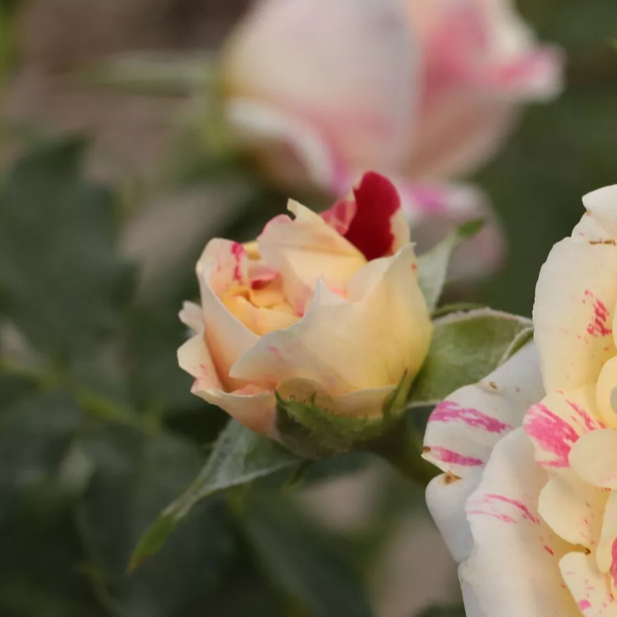 Teahibrid virágú - magastörzsű rózsafa - Rózsa - Nimet™ - Kertészeti webáruház