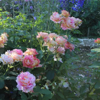 Złoty z czerwonymi paskami - róża pienna - Róże pienne - z kwiatami hybrydowo herbacianymi
