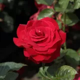 Vörös - virágágyi floribunda rózsa - Online rózsa vásárlás - Rosa Nina Weibull® - diszkrét illatú rózsa - méz aromájú