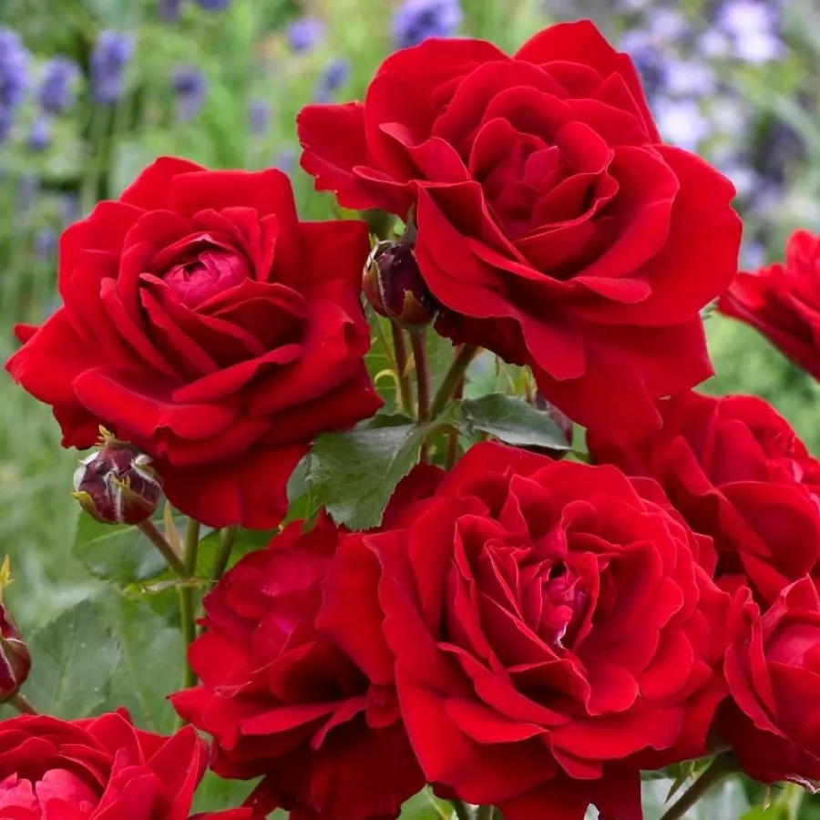 Czerwony - Róża - Nina Weibull® - Szkółka Róż Rozaria