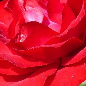Online rózsa rendelés  - virágágyi floribunda rózsa - vörös - diszkrét illatú rózsa - méz aromájú - Nina Weibull® - (50-90 cm)