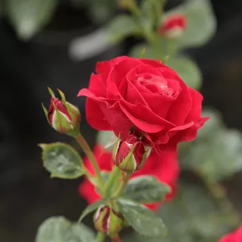 Rosa Nina Weibull® - roșu - trandafiri pomisor - Trandafir copac cu trunchi înalt – cu flori în buchet
