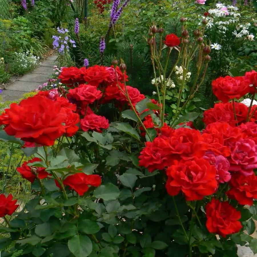 Completă - Trandafiri - Nina Weibull® - comanda trandafiri online