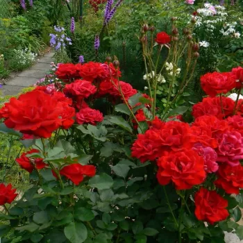 Piros - virágágyi floribunda rózsa - diszkrét illatú rózsa - méz aromájú