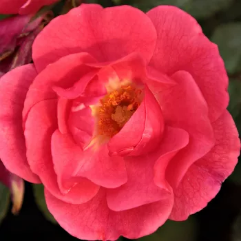 Online rózsa kertészet - rózsaszín - talajtakaró rózsa - Noatraum - diszkrét illatú rózsa - ánizs aromájú - (30-70 cm)