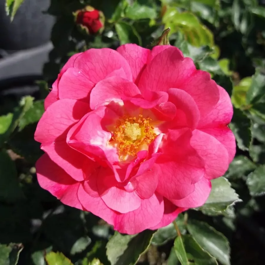 Róże okrywowe - Róża - Noatraum - Szkółka Róż Rozaria