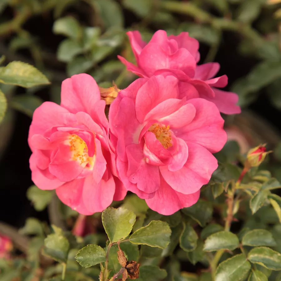 Różowy - Róża - Noatraum - Szkółka Róż Rozaria