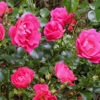 Rosa Noatraum - różowy - róże okrywowe