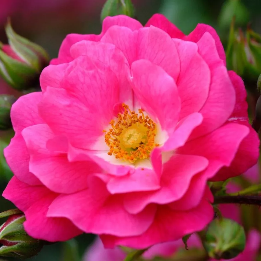 Rózsaszín - Rózsa - Noatraum - Kertészeti webáruház