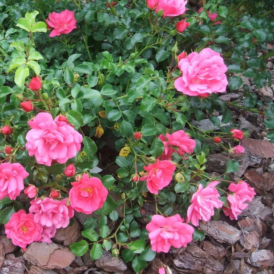 120-150 cm - Rosa - Noatraum - rosal de pie alto