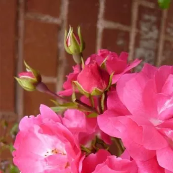 Rosa Noatraum - różowy - róża pienna - Róże pienne - z drobnymi kwiatami