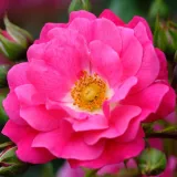 Půdopokryvné růže - diskrétní - růžová - Rosa Noatraum