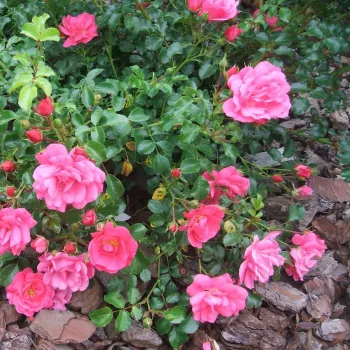 Karmin -roza  - Pokrivači tla ruža   (30-70 cm)