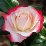 Ruža čajevke - bijelo - crveno - intenzivan miris ruže - Rosa La Garçonne - Narudžba ruža