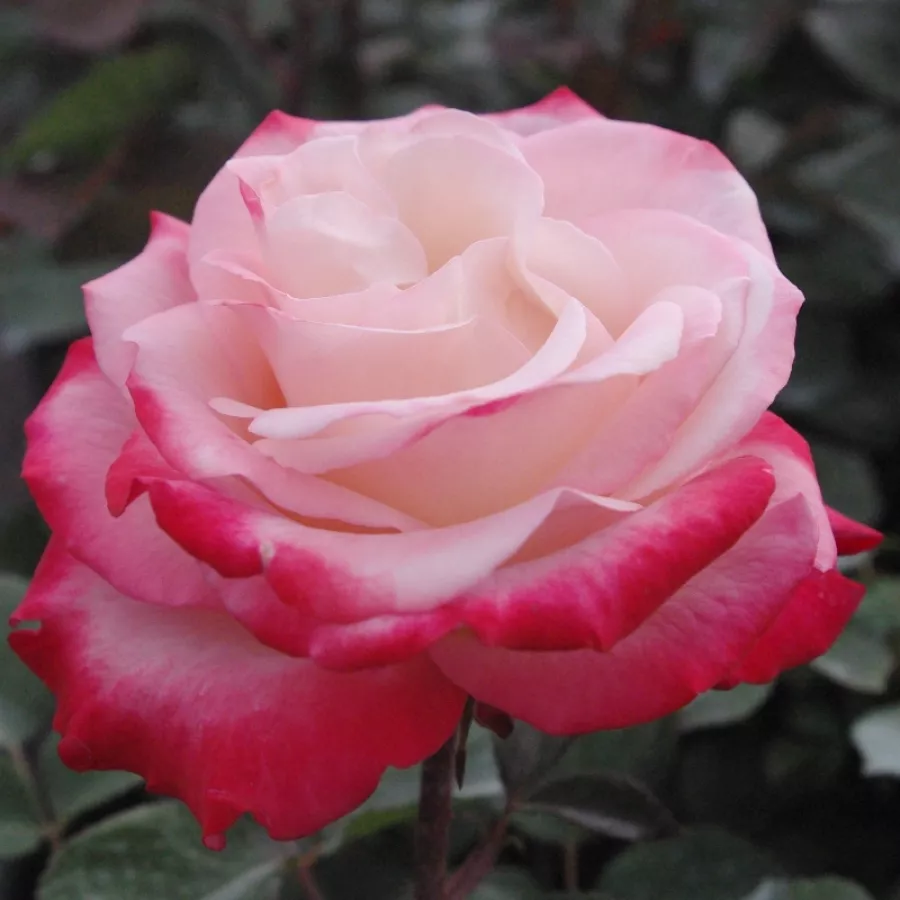 Bijelo - crveno - Ruža - La Garçonne - Narudžba ruža