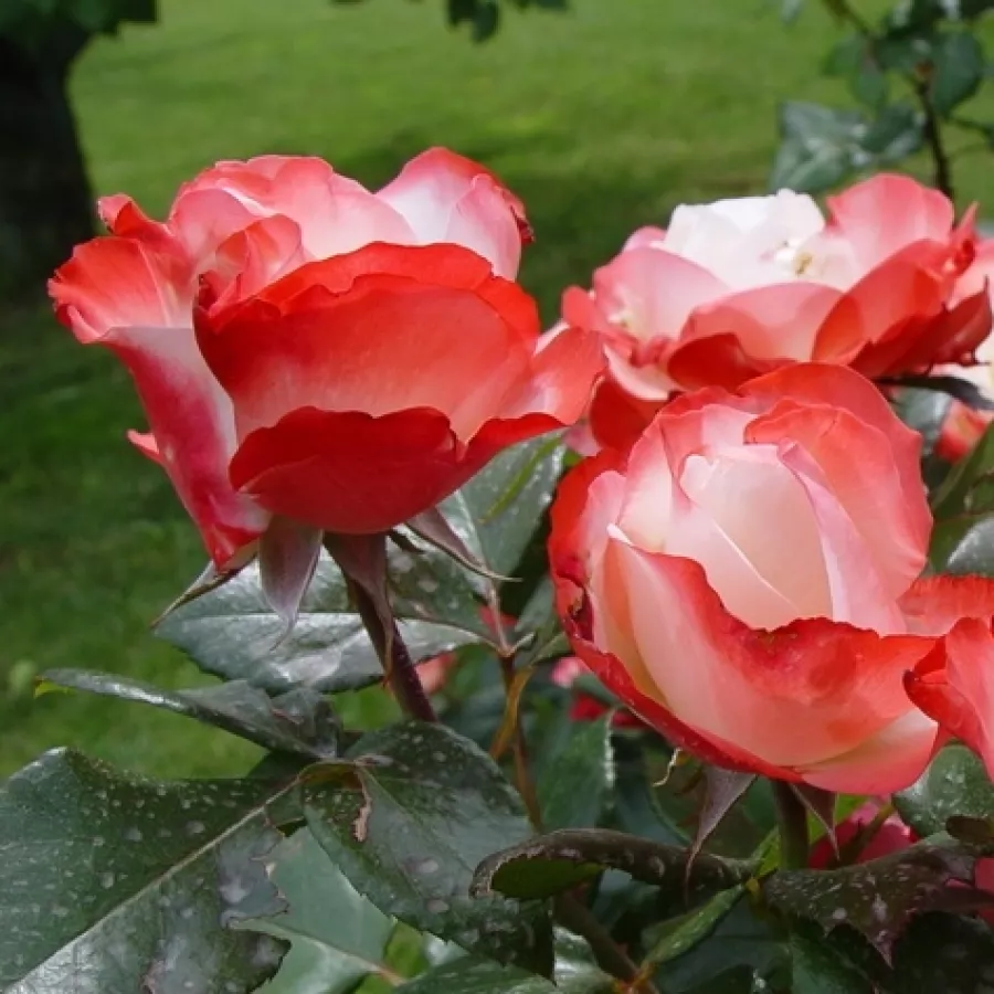 Róża z intensywnym zapachem - Róża - La Garçonne - Szkółka Róż Rozaria