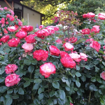 Kremowo-biały, skraje płatków czerwone - róża wielkokwiatowa - Hybrid Tea   (80-120 cm)