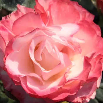 Trandafiri online - Alb - Roșu - trandafir teahibrid - trandafir cu parfum intens - Rosa Szaffi - Hans Jürgen Evers - Este un trandafir minunat, în fiecare zii arată altă culoare, plantate grupat, este podoaba grădinii, înfloreşte îndelungat.
