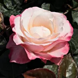 Blanco rojo - rosal de pie alto - árbol de rosas híbrido de té – rosal de pie alto - Rosa La Garçonne - rosa de fragancia intensa - miel