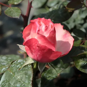 Rosa La Garçonne - biało - czerwony - róża pienna - Róże pienne - z kwiatami hybrydowo herbacianymi