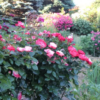 Kremowo-biały, skraje płatków czerwone - róża pienna - Róże pienne - z kwiatami hybrydowo herbacianymi