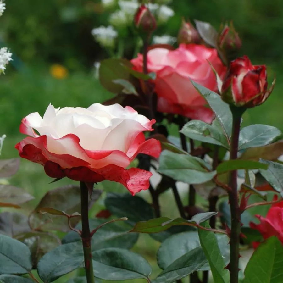 Trandafiri hibrizi Tea - Trandafiri - La Garçonne - răsaduri și butași de trandafiri 