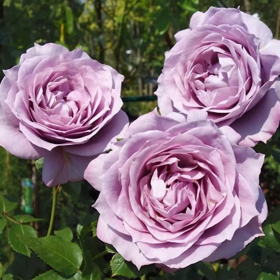 Fioletowy - Róża - Novalis ® - Szkółka Róż Rozaria