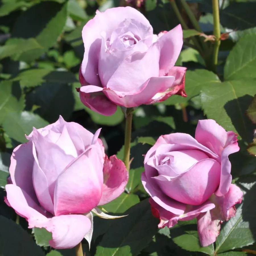 Trandafiri pomisor - Trandafir copac cu trunchi înalt – cu flori tip trandafiri englezești - Trandafiri - Novalis ® - 