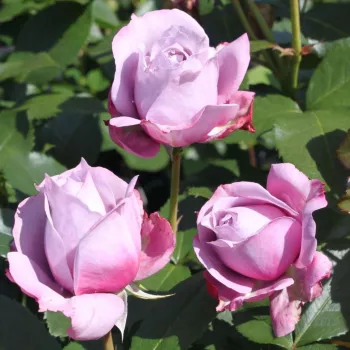 Rosa Novalis ® - púrpura - Árbol de Rosas Inglesa - rosal de pie alto- forma de corona de tallo recto