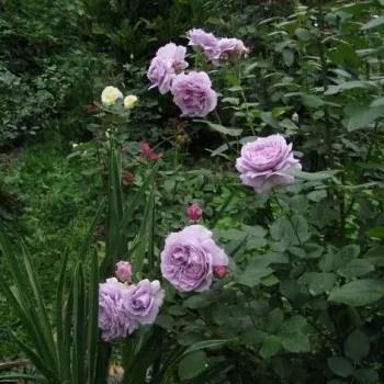 Púrpura - Árbol de Rosas Inglesa - rosal de pie alto- forma de corona de tallo recto