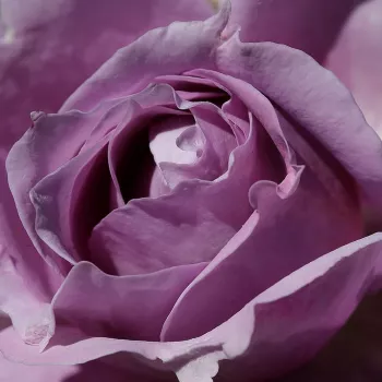Pedir rosales - morado - árbol de rosas inglés- rosal de pie alto - Novalis ® - rosa de fragancia discreta - manzana
