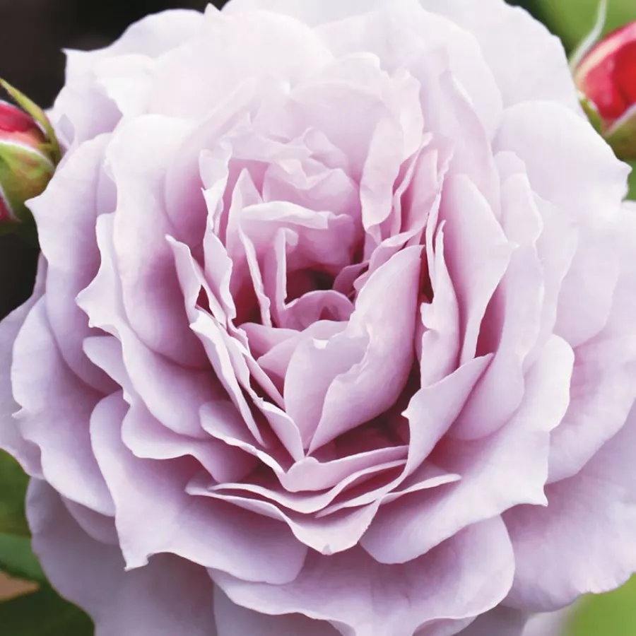 Trandafir cu parfum discret - Trandafiri - Novalis ® - comanda trandafiri online