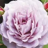 Porpora - Rosa Novalis ® - Rose Nostalgiche - rosa del profumo discreto