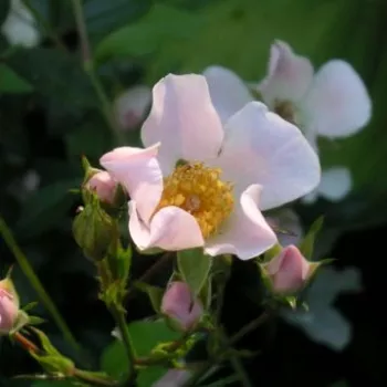 Rosa Nozomi™ - ružičasta - ruže stablašice -