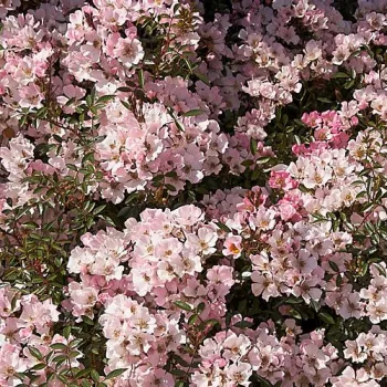 Halványrózsaszín - magastörzsű rózsa - apróvirágú