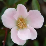 Talajtakaró rózsa - diszkrét illatú rózsa - savanyú aromájú - kertészeti webáruház - Rosa Nozomi™ - rózsaszín