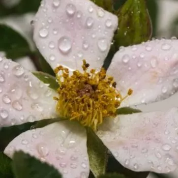 Rosen Online Gärtnerei - bodendecker rosen  - rosa - Rosa Nozomi™ - diskret duftend - Dr. Tōru Onodera - Einmal blühender, blassrosa Bodendecker mit einfachen Blüten.