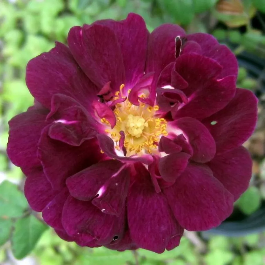 Mahovna vrtnica - Roza - Nuits de Young - Na spletni nakup vrtnice
