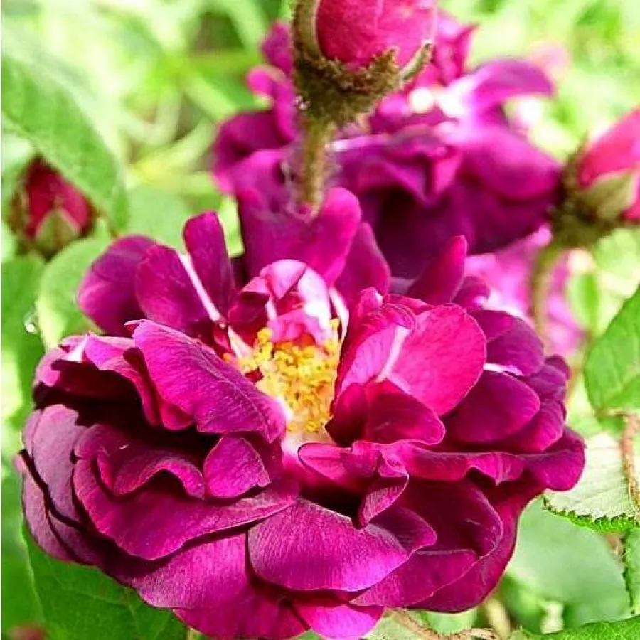 Porpora - Rosa - Nuits de Young - Produzione e vendita on line di rose da giardino