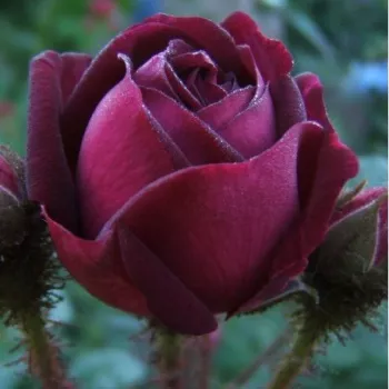 Rosa Nuits de Young - morado - rosales antiguos - musgo (musgosos)