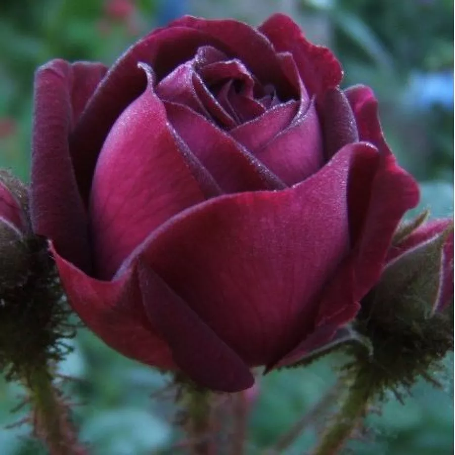 Ruže stablašice - - Ruža - Nuits de Young - 