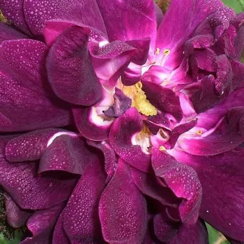 Rosa Nuits de Young - rosa de fragancia intensa - Árbol de Rosas Miniatura - rosal de pie alto - púrpura - Jean Laffay- forma de corona compacta - Rosal de árbol con flores pequeñas que florecen abundantemente.