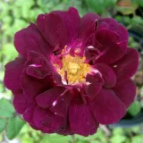 Moss ruža - intenzívna vôňa ruží - pižmo - fialová - Rosa Nuits de Young