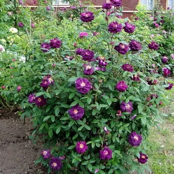 Dark pourple with yellow center - moss rose