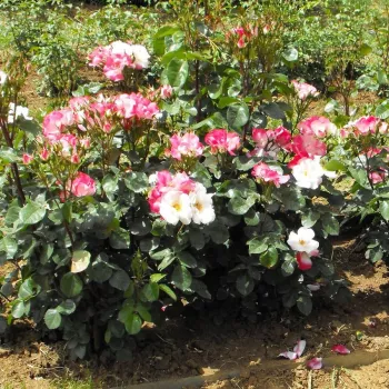 Die Grundfarbe der Blütenblätter ist milchig-weiß, die sich bei Sonneneinwirkung allmählich rosa verfärbt. - beetrose, floribunda - mild, dezent duftende rose - rosiger charakter