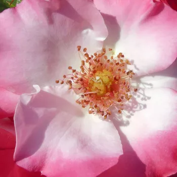 Rosen Online Gärtnerei - weiß-rosa - mild, dezent duftende rose - Occhi di Fata - beetrose, floribunda - (60-85 cm)