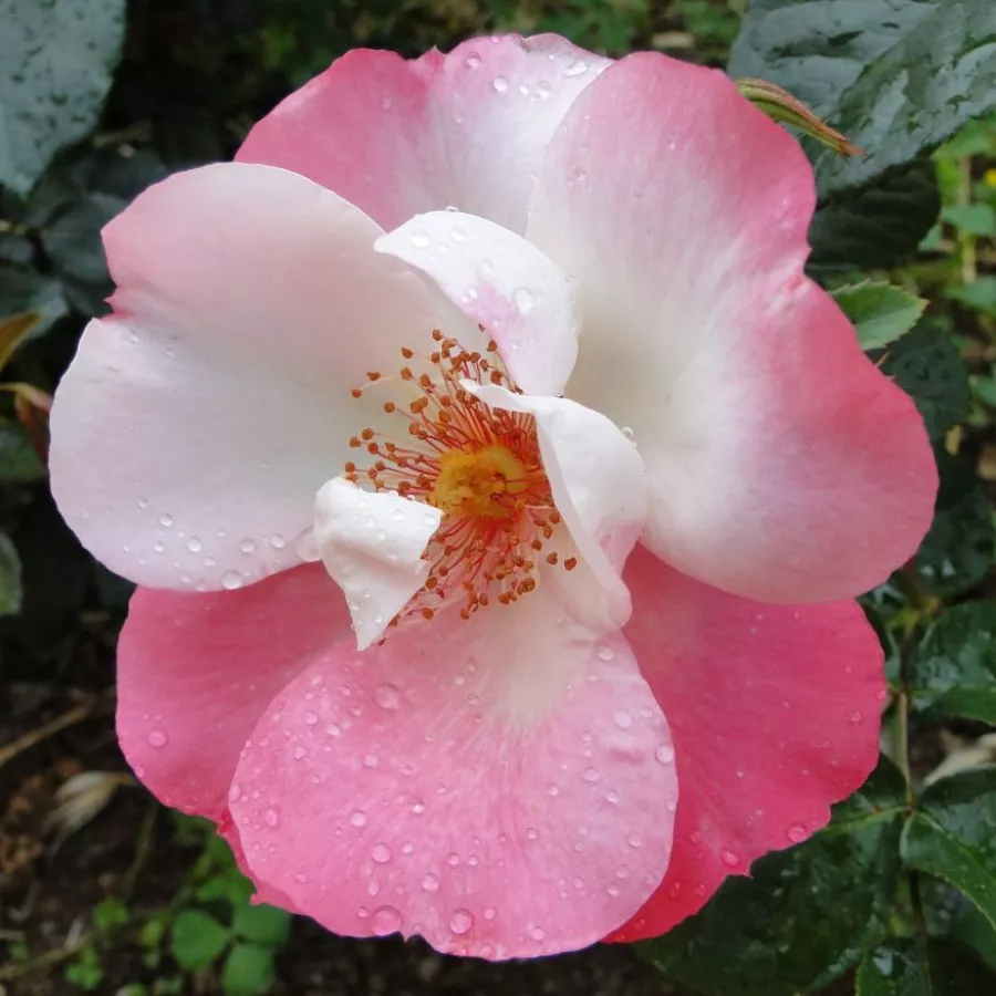 Weiß - rosa - Rosen - Occhi di Fata - rosen online kaufen